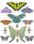 Butterfly Design