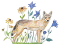 Coyote in the Wild