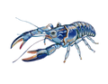 Crawfish