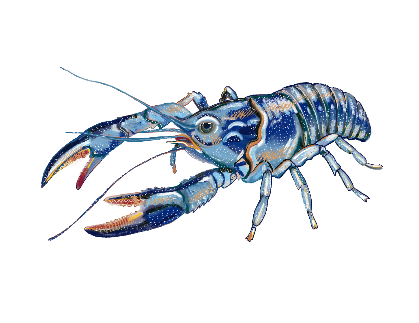 Crawfish
