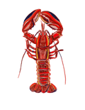 Lobster