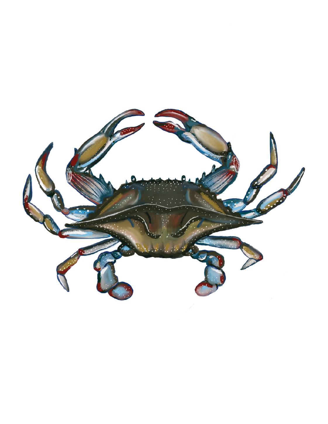 Crab